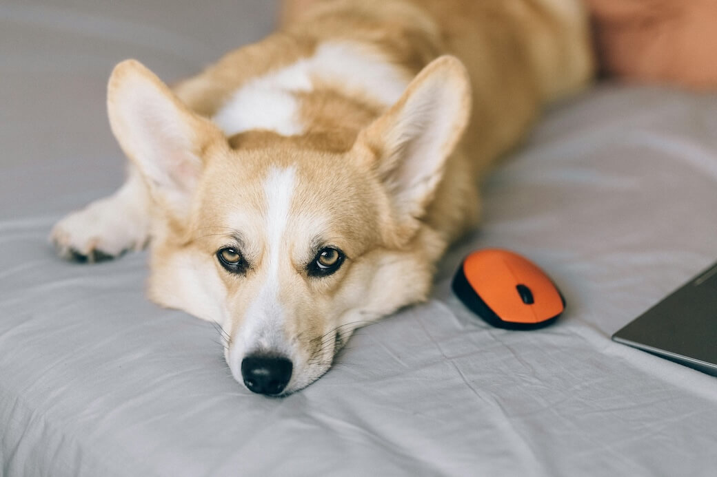 Pet Deposit vs Pet Fee vs Pet Rent: Landlord Guide (2025)