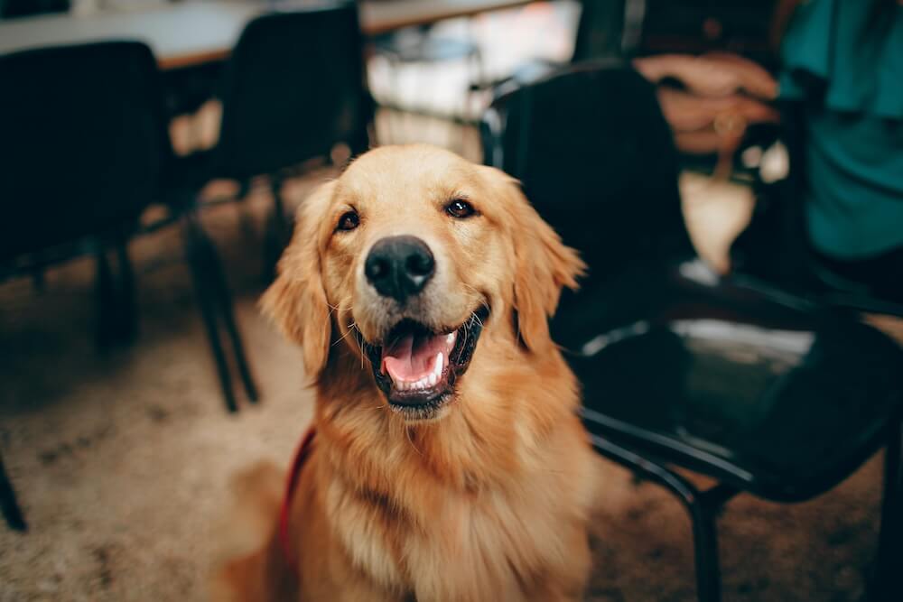 Understanding Pet Screening for Landlords and Tenants